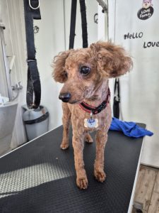 toilettage-caniche-tonte