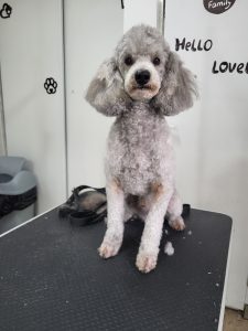 toilettage-caniche-tonte_tete-cisceau