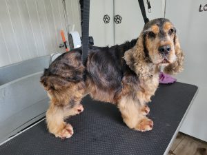 toilettage-cocker-epilation