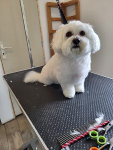 toilettage-coupe-cisceau-bichon-face