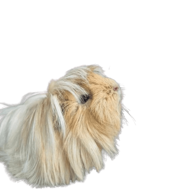 cochon d&rsquo;inde